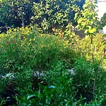 Rosa Vesuviana 3*